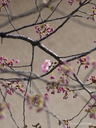 会館奥では陽光と思われる桜が開花