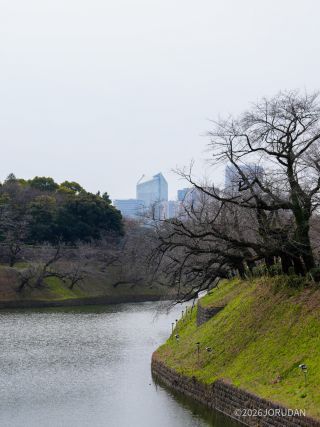 千鳥ヶ淵緑道 3月13日