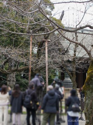 境内の桜はまだまだ見ごろです