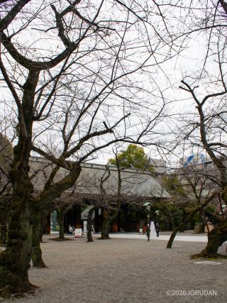 神池庭園に続く道、例年境内より早く開花します