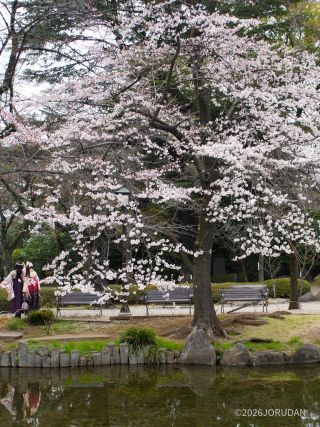 寒桜が見ごろを迎えています