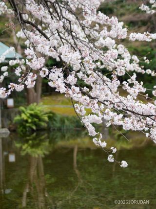 啓照館の寒緋桜も見頃です