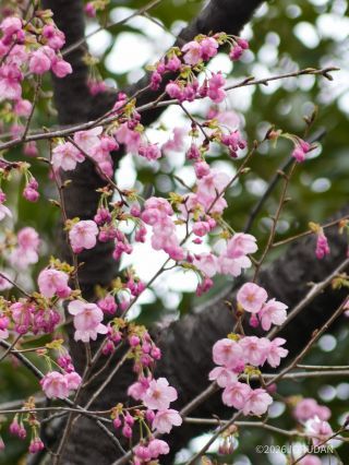 靖国会館前 3月13日
