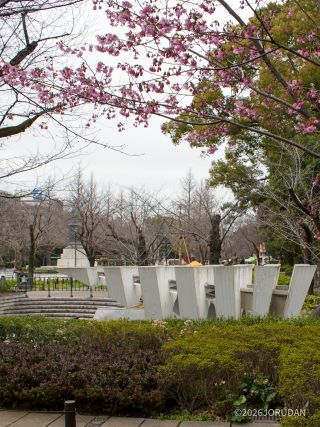会館奥では陽光と思われる桜が開花