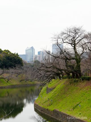 千鳥ヶ淵緑道 3月13日
