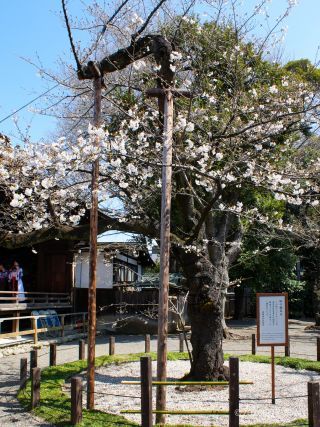 靖国神社の標本木、ほぼ満開
