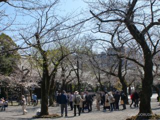 境内の様子 3月24日