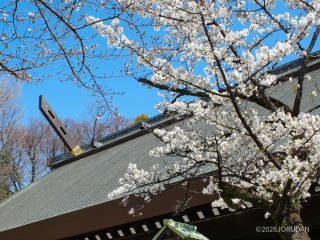 神門付近は開花が早め