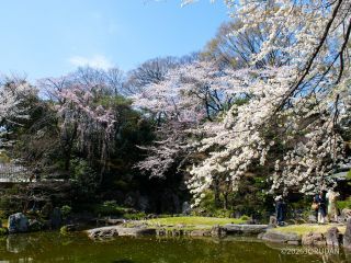 満開の神池庭園の桜