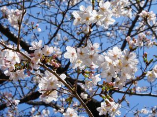 ソメイヨシノも咲いてきました
