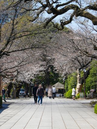神池庭園へ続く道 3月24日