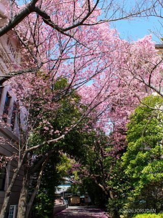 靖国会館となりの見事な桜