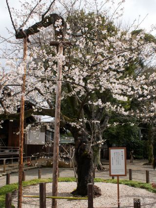 靖国神社の標本木、ほぼ満開①