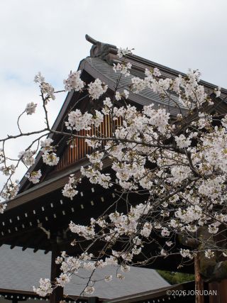 靖国神社の標本木、ほぼ満開②