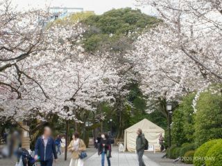 神池庭園に続く道、見頃です