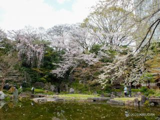 満開の神池庭園の桜