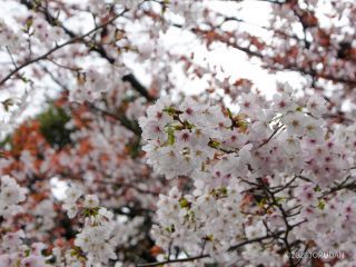 さまざまな桜をご覧いただけます
