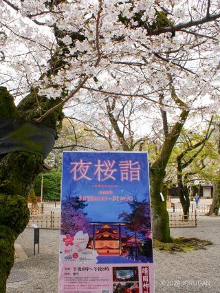 夜桜網で開催中！