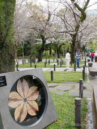 外苑の桜も咲き始めました②
