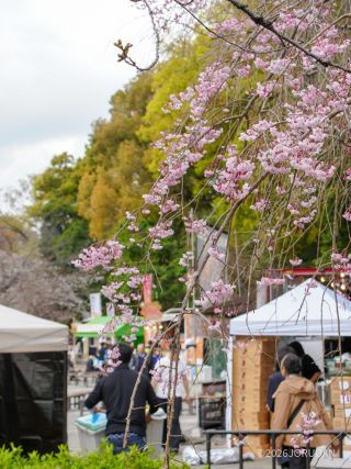 外苑の桜も咲き始めました①