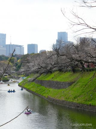 千鳥ヶ淵緑道 3月27日
