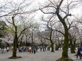 境内の様子 3月27日
