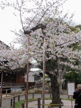 靖国神社の標本木、ほぼ満開①