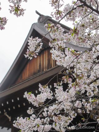 靖国神社の標本木、ほぼ満開②
