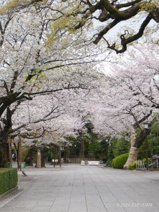 庭園に続く桜並木は見事な咲き誇り