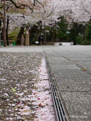 先に開花したためか、落花も多い状況