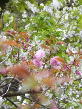 さまざまな桜をご覧いただけます