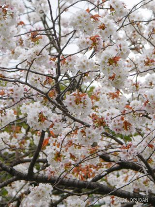 今シーズンの桜をお見逃しなく