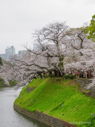 満開の桜がお楽しみいただけます