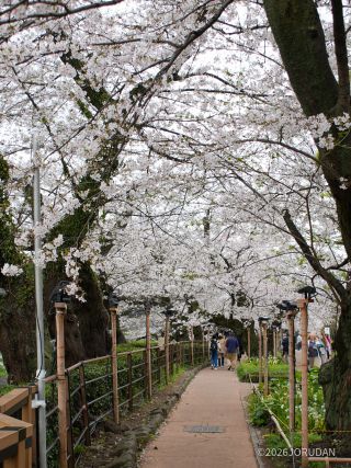 歩道は桜のトンネルに
