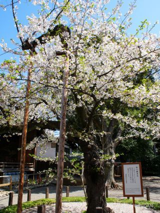 靖国神社の標本木 4月3日