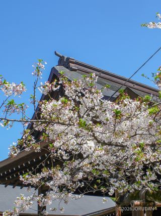 若葉が目立ちますが、まだ見頃と言えます