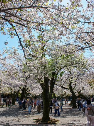 境内の桜 4月3日
