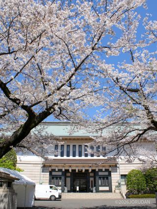 靖国会館前、見事な咲き誇り