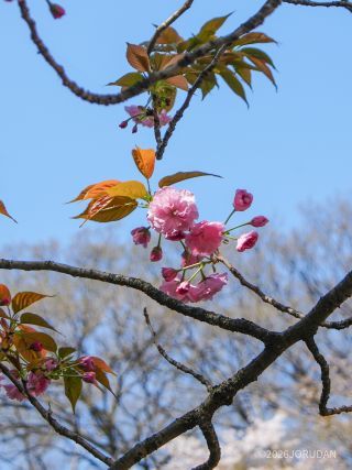 神池庭園へ続く道も引き続き満開