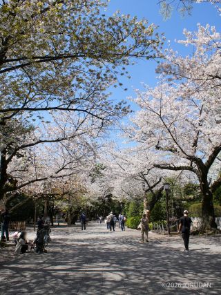 先に開花したためか、落花も多い状況