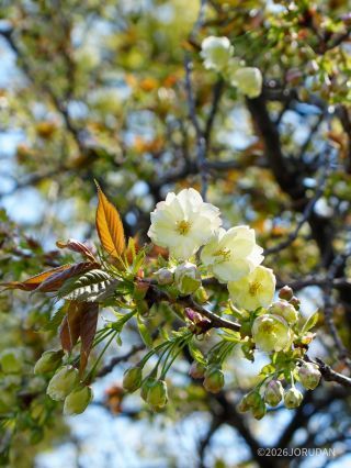 外苑に咲く緑の八重桜