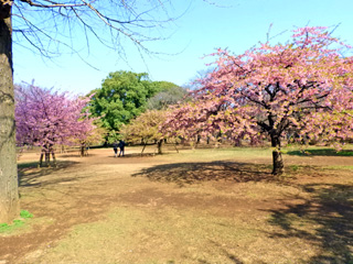 満開の木と葉桜の木