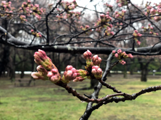 桜の園つぼみ