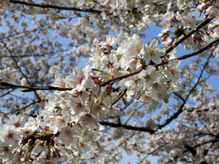 桜の園2