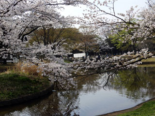 池を囲む桜