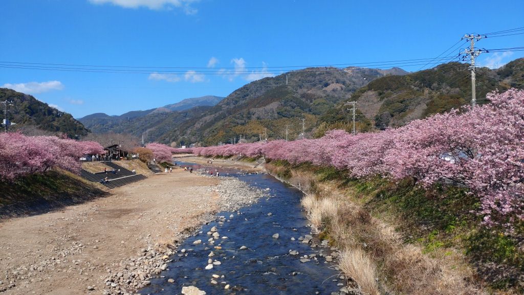 豊泉橋からの河津桜（2022年3月3日撮影）