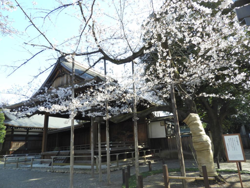 靖国神社の桜開花情報 年 花見特集21