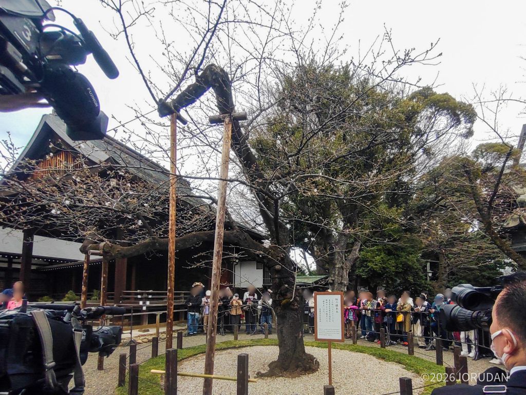 当サイトで満開は3月27日を予想