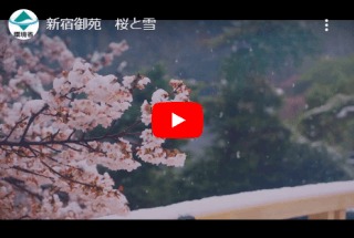 新宿御苑 桜と雪(youtube)