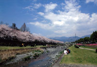 春一番のおもてなし 満喫宣言！「秦野市ハダ恋桜キャンペーン」：秦野市